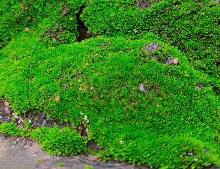 India green nature moss landscap