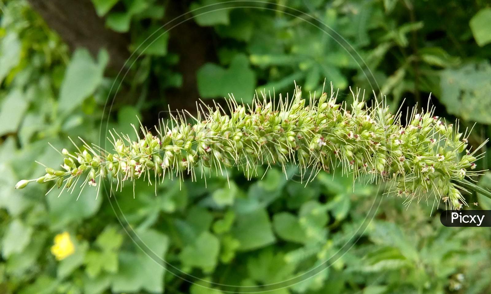 Closeup of grass flower