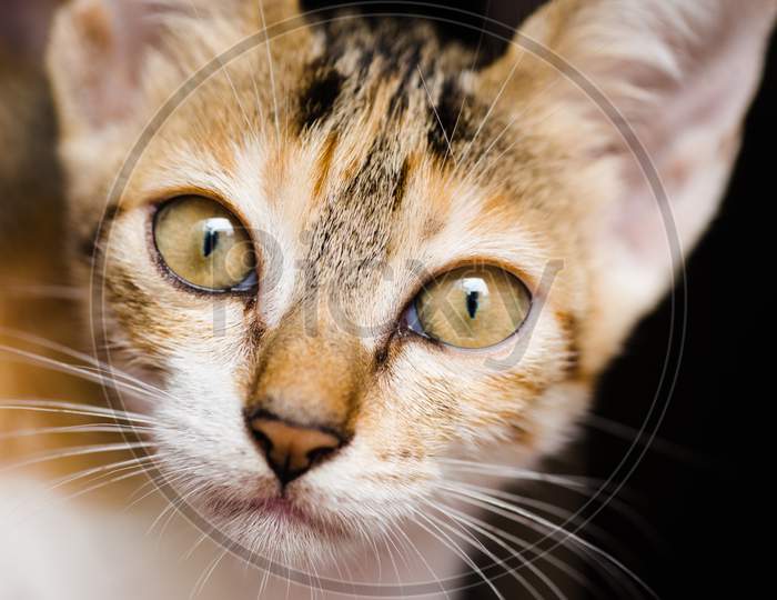 Cats Beautiful Yellow Eyes  Closeup Photo