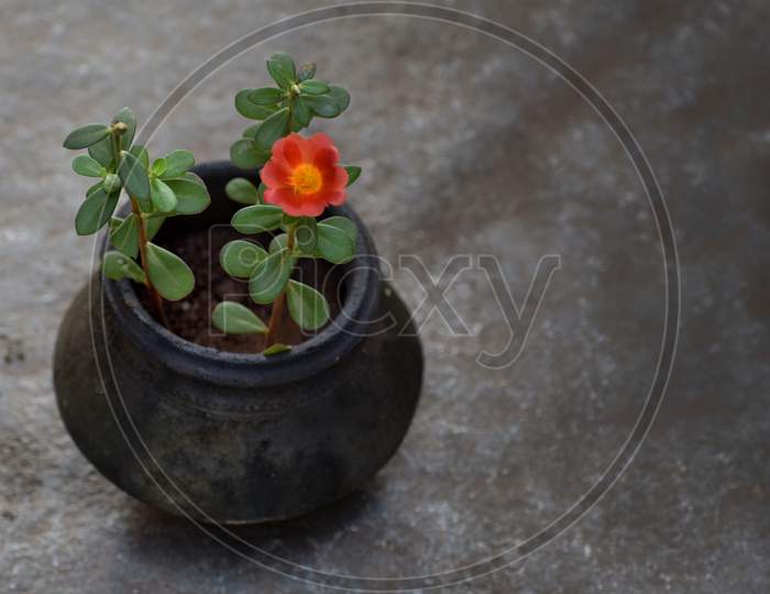 Flower plant in soil pot wallpaper
