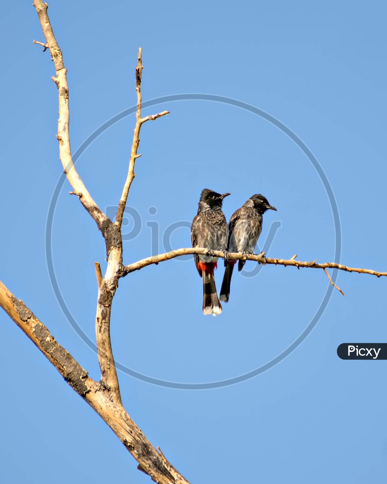 Two Red Vented Bulbul Sitting Side By Side On Dry Tree Branch .