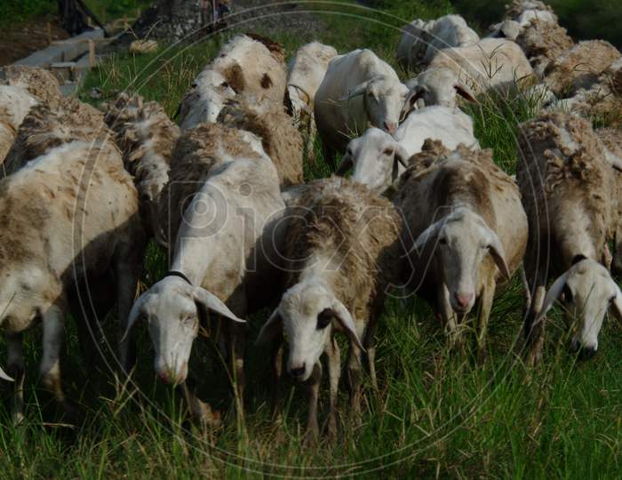 Goats Eat Grass