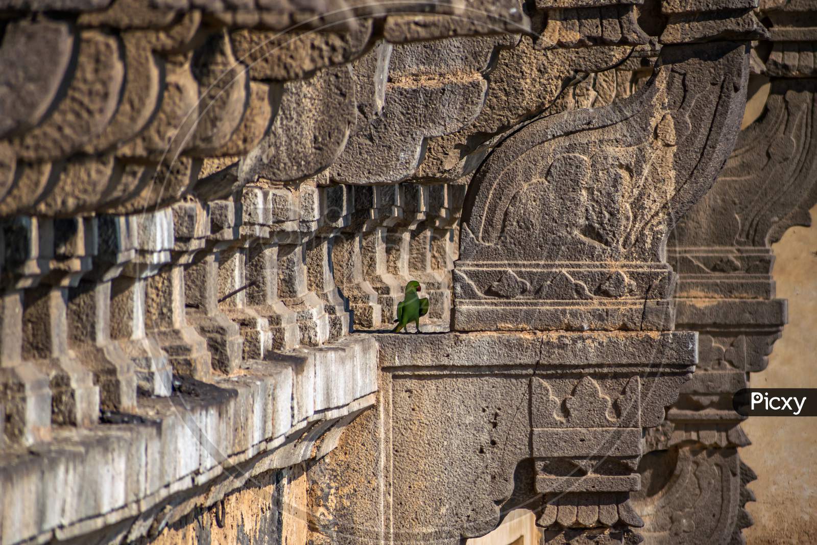 A Parrot Sitting On The Side Wall Of Heritage Structure Of Gol Ghumbaj.