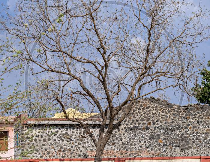 A Dry Tree & House Of Ants In Village In Pune, Maharashtra, India During Summer.