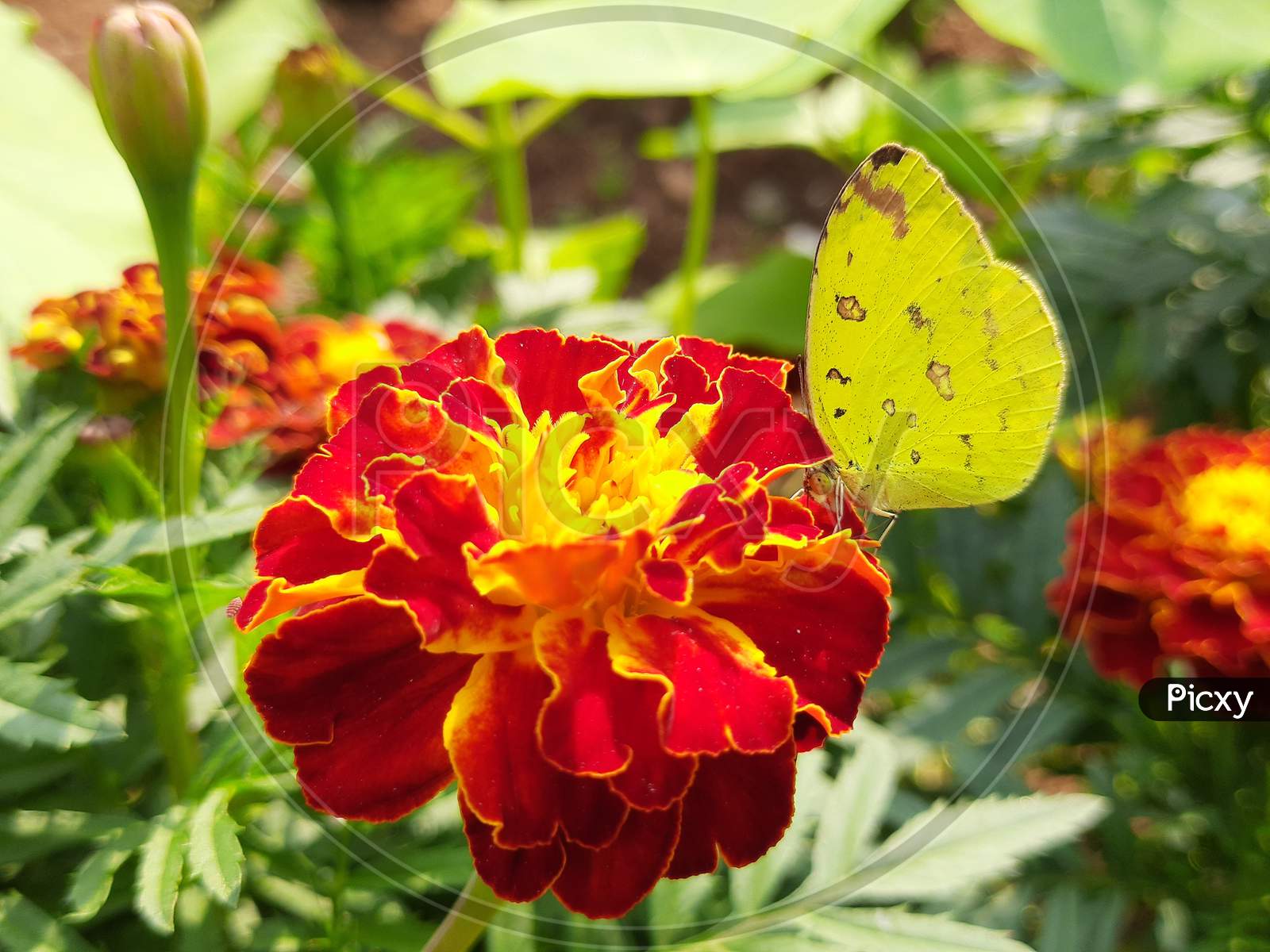 How a butterfly is sucking juice from a flower.
