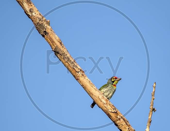 Isolated Image Of Copper Smith Barbet Bird, Sitting On A Dry Tree Branch .
