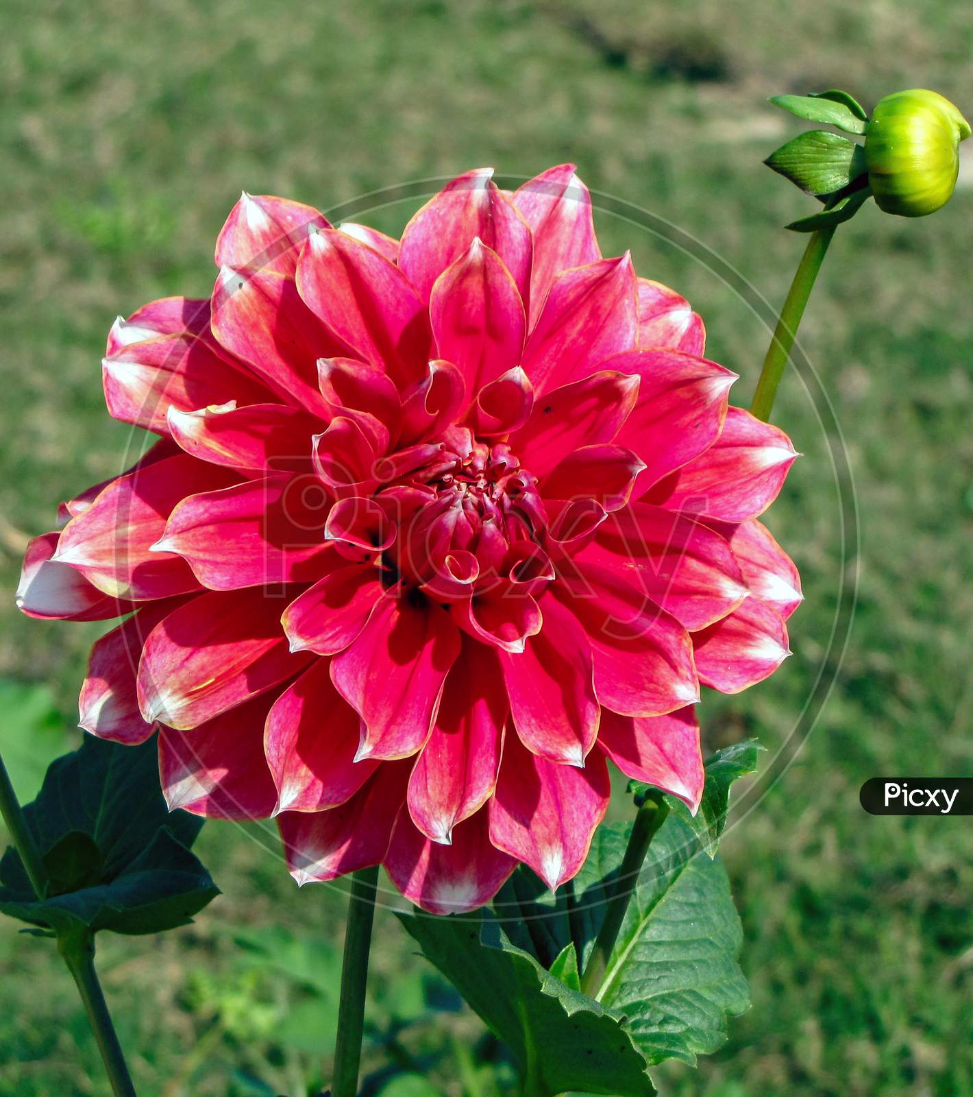 Isolated Pink Dahlia Flower Shinning In Sunlight.
