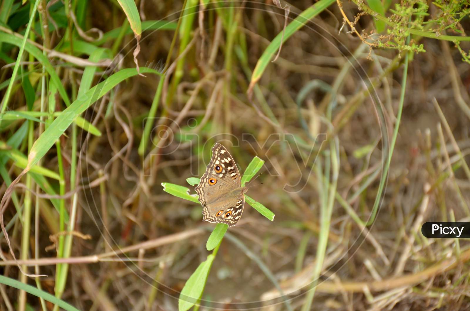 The Small Beautiful Brown Butterfly Hold On Grass Plant.