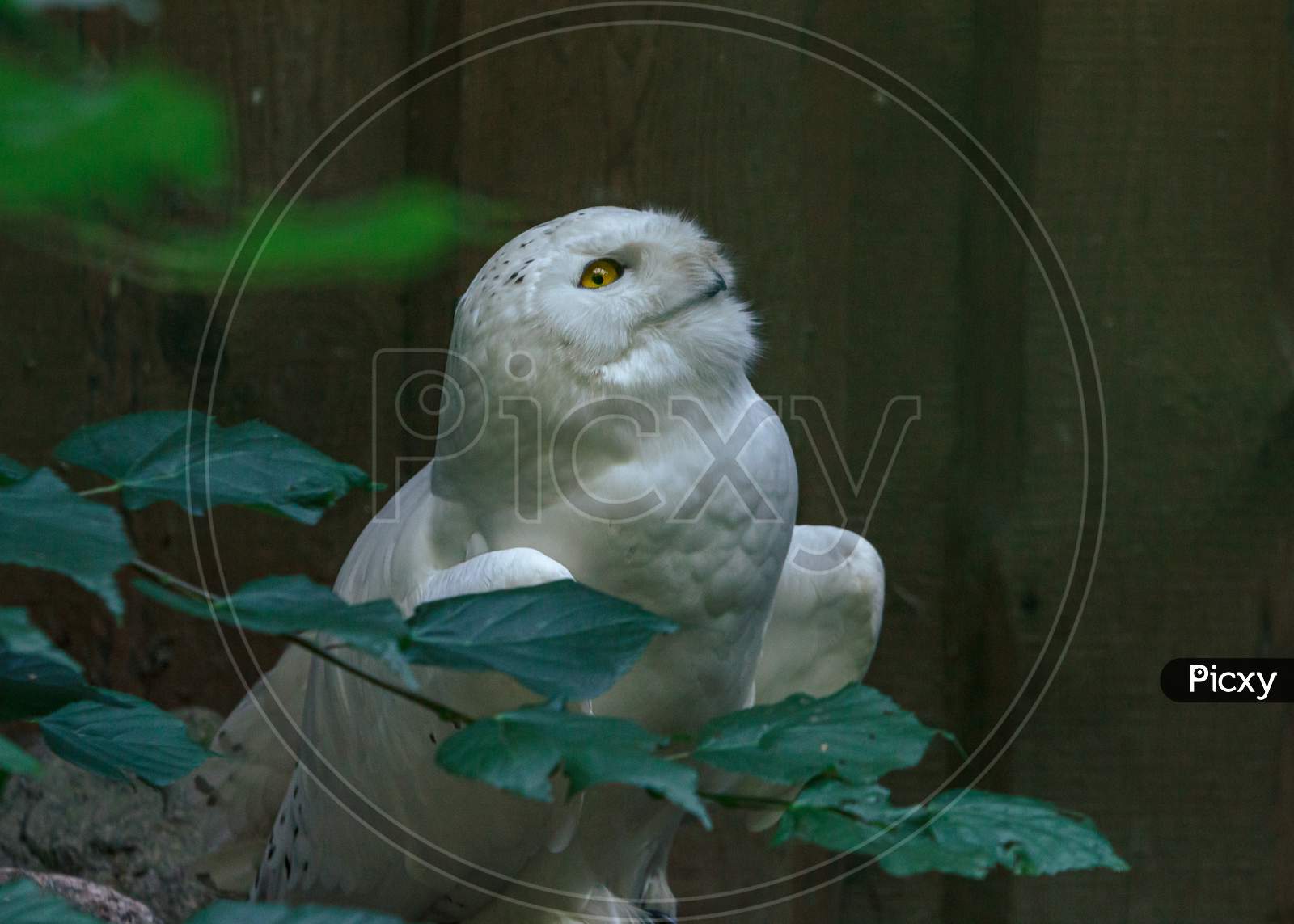White Owl Fluffy Bird Mother With Yellow Eyes