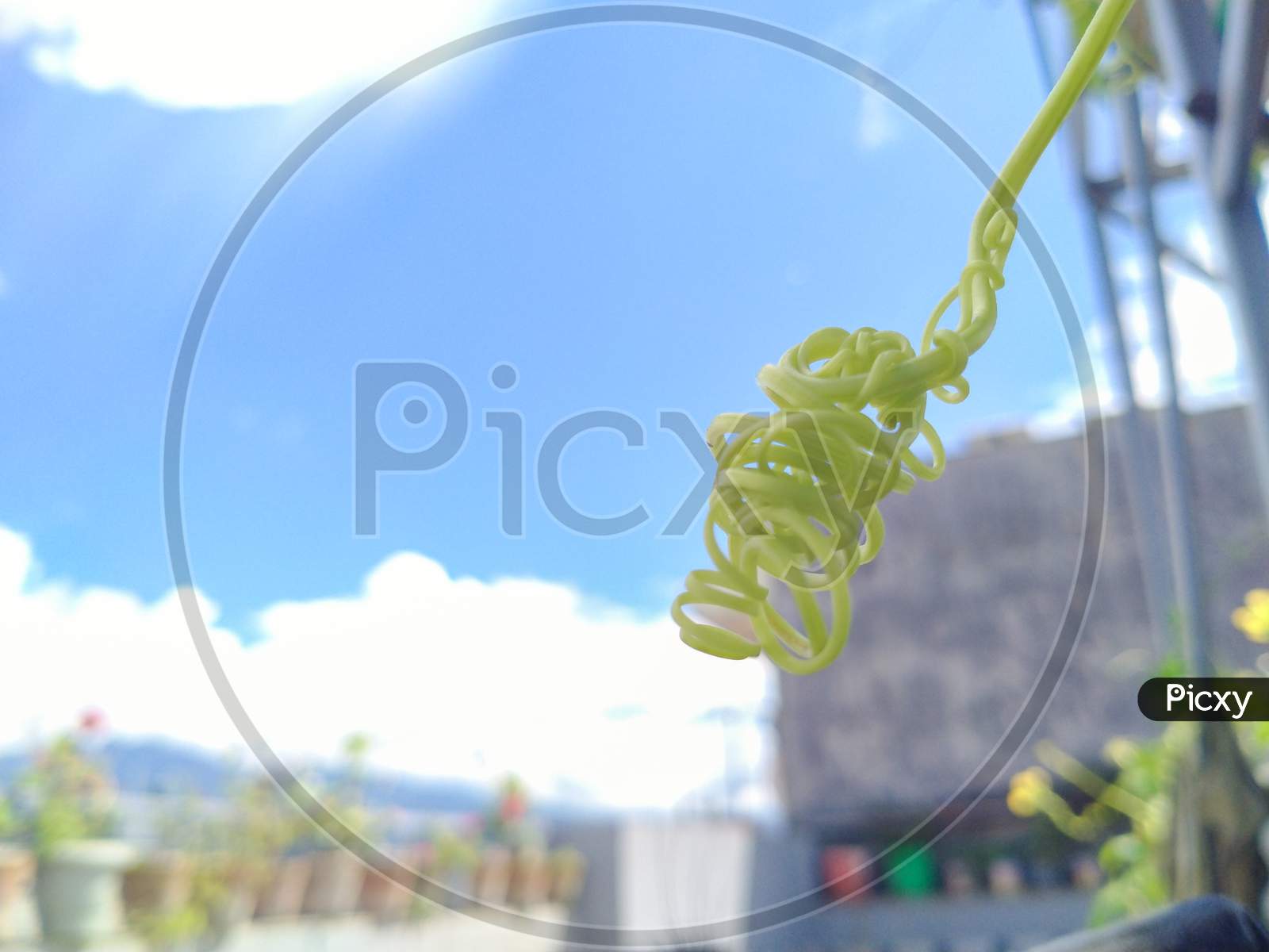 Vine Of Plants With Sky In Background