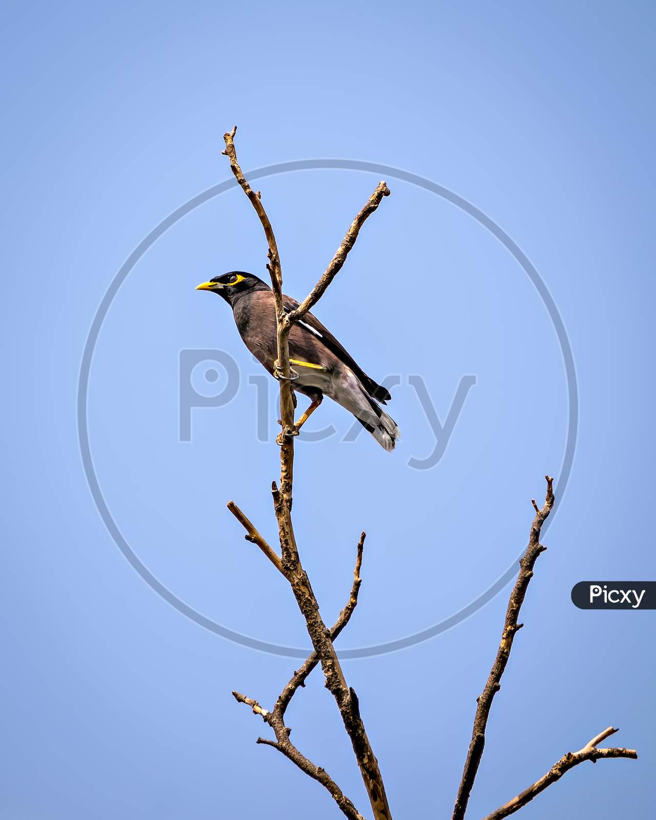 Common Myna Bird Sitting On A Dry Tree Branch With Clear Blue Sky Background.