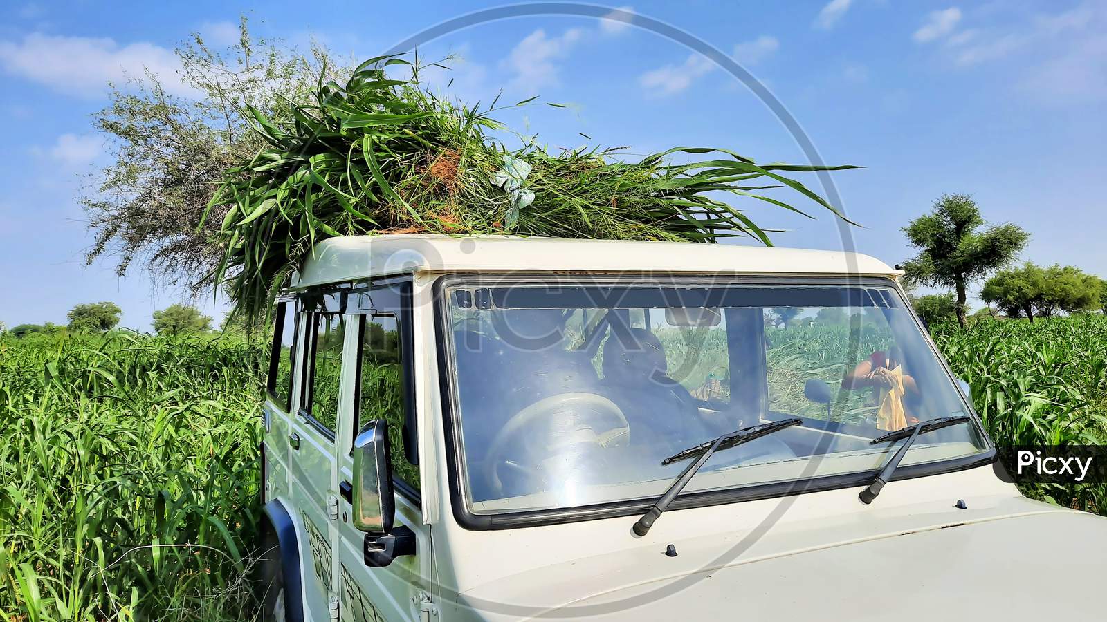 Farmer Making Bundle Of Green Grass For Cattle Feed On Vehicle