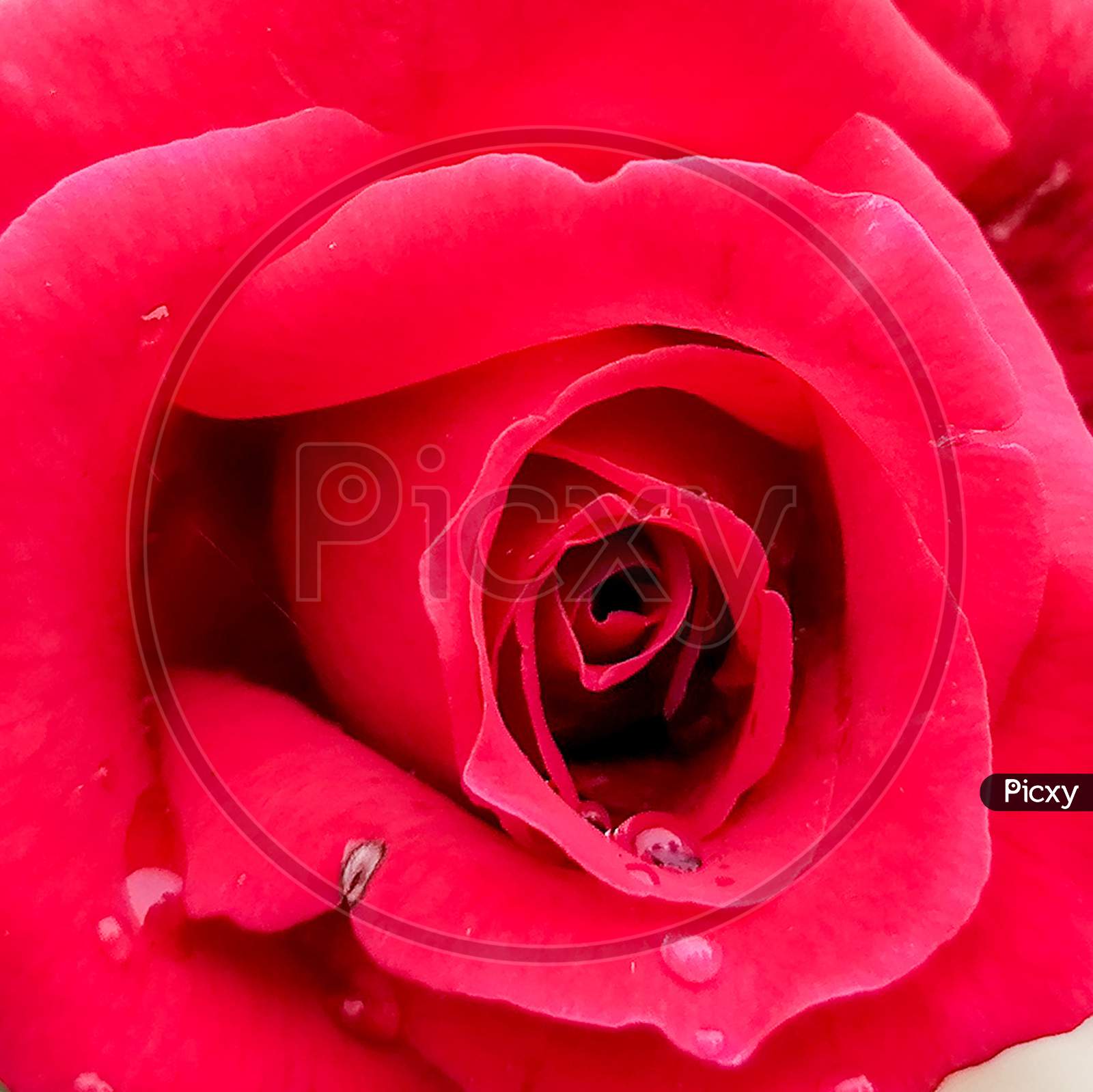 The gorgeous long stemmed red roses