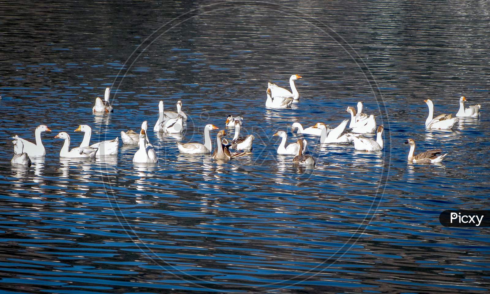 A Flock Of White Ducklings Swimming In Blue Water At Nainital, India.
