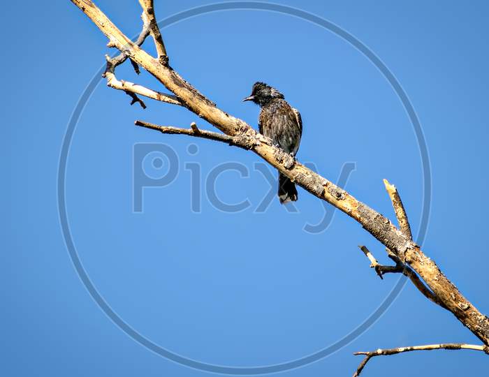 Red Vented Bulbul Sitting On Dry Tree Branch With Clear Blue Sky Background.