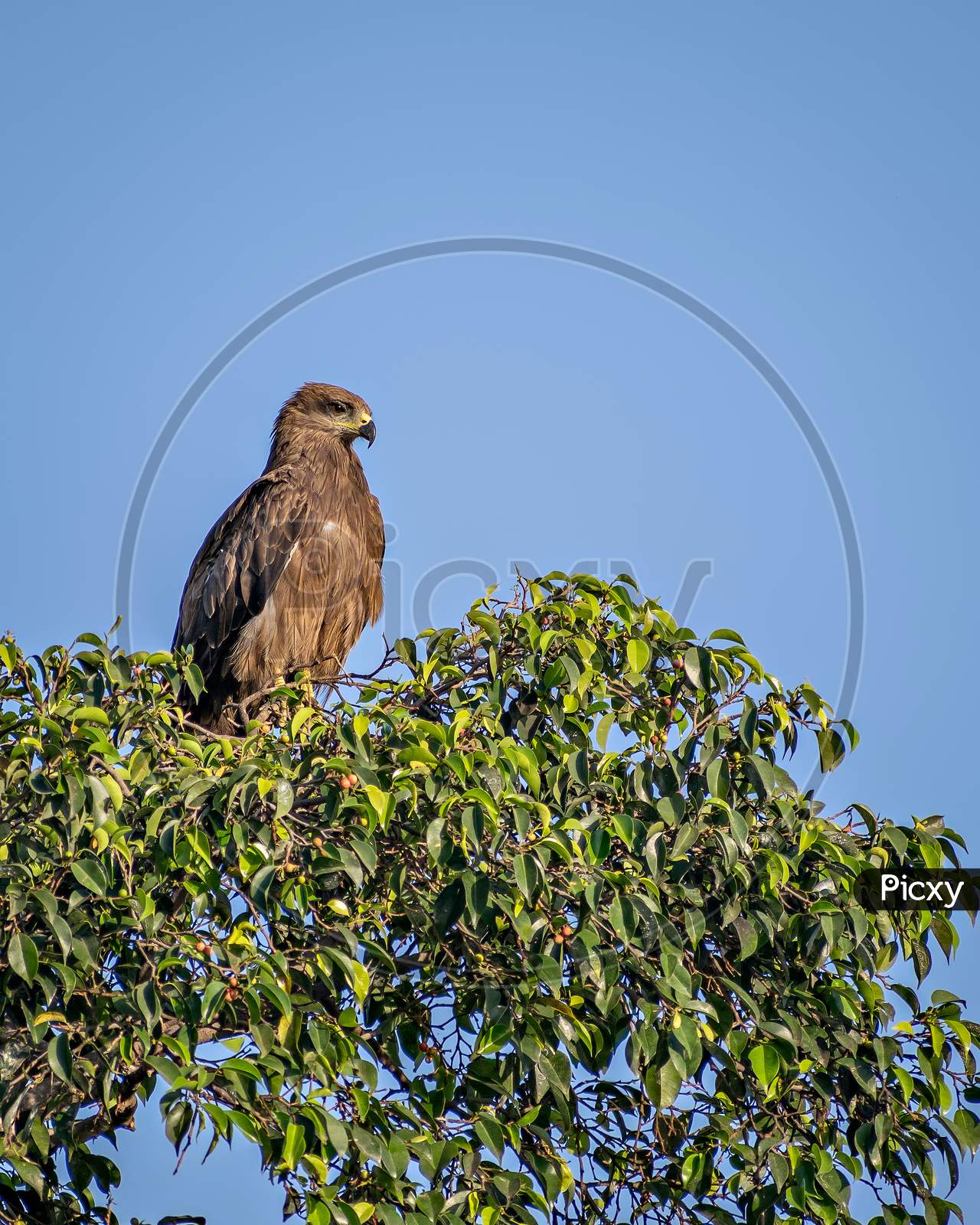 Close Up Image Of Black Kite Bird Sitting On Top Of Tree.