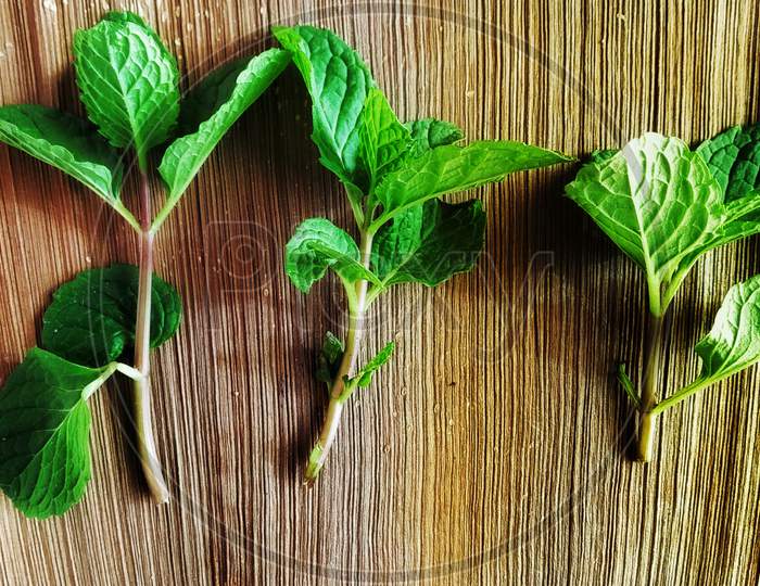 Pudina leaf with a wood background, it is a medicinal plant. Its also known as mint.