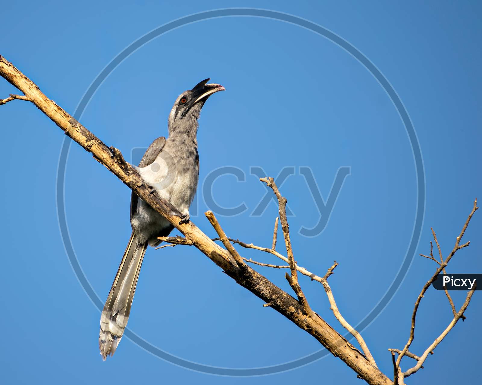 Close Up Image Of Indian Grey Hornbill Sitting On A Dry Tree Branch .