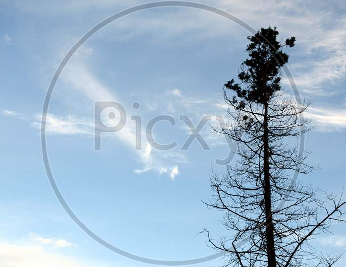 Beautiful Picture Of Blue Sky And Tree