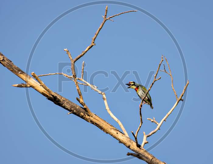Isolated Image Of Shouting Copper Smith Barbet Bird, Sitting On Dry Tree Branch.