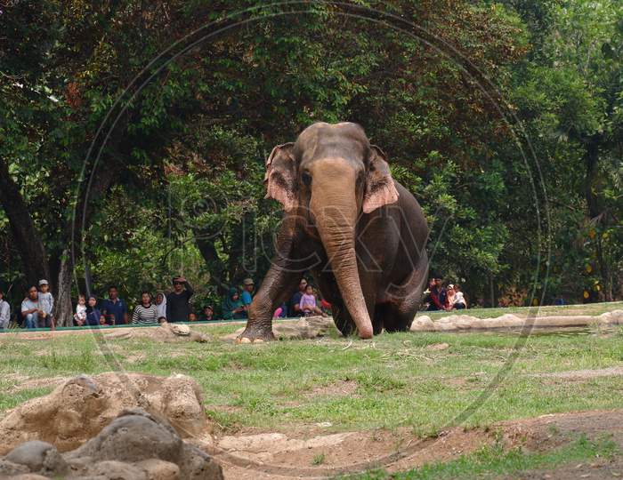 An Elephant In The Zoo