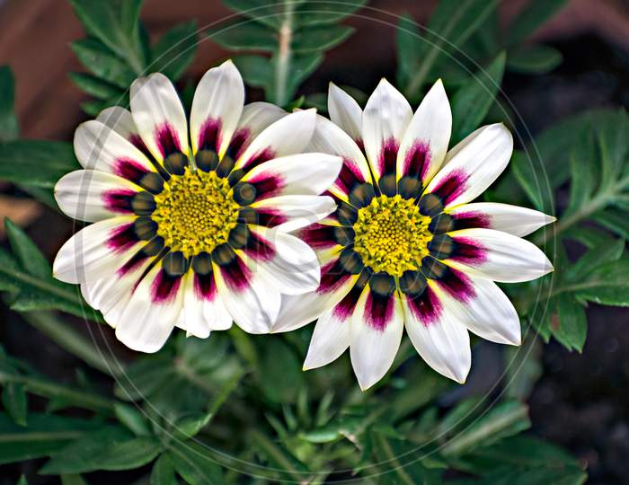 Isolated, Close-Up Image Of Two White And Pink Gazania Flower With Yellow Center.