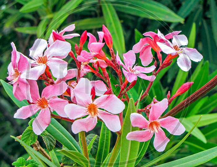 A Bunch Of Beautiful , Pink Nerium Oleander Flowers. Also Known As Kanher In India.