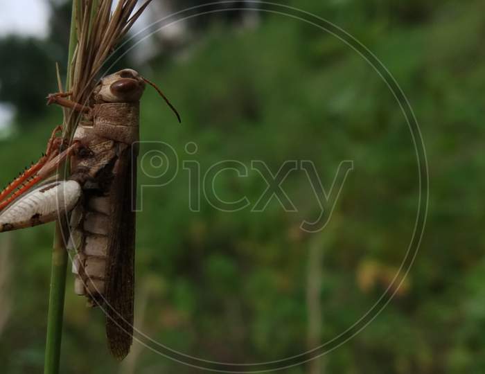 Close-up of brown grasshopper
