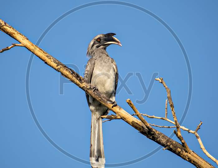 Close Up Image Of Indian Grey Hornbill Sitting On A Dry Tree Branch.