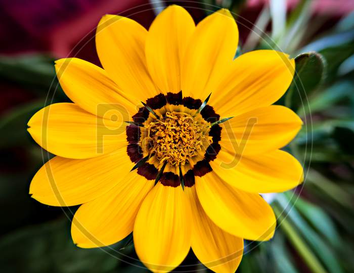 Isolated, Close-Up Image Of Yellow & Brown Petals Of Gazania Flower .