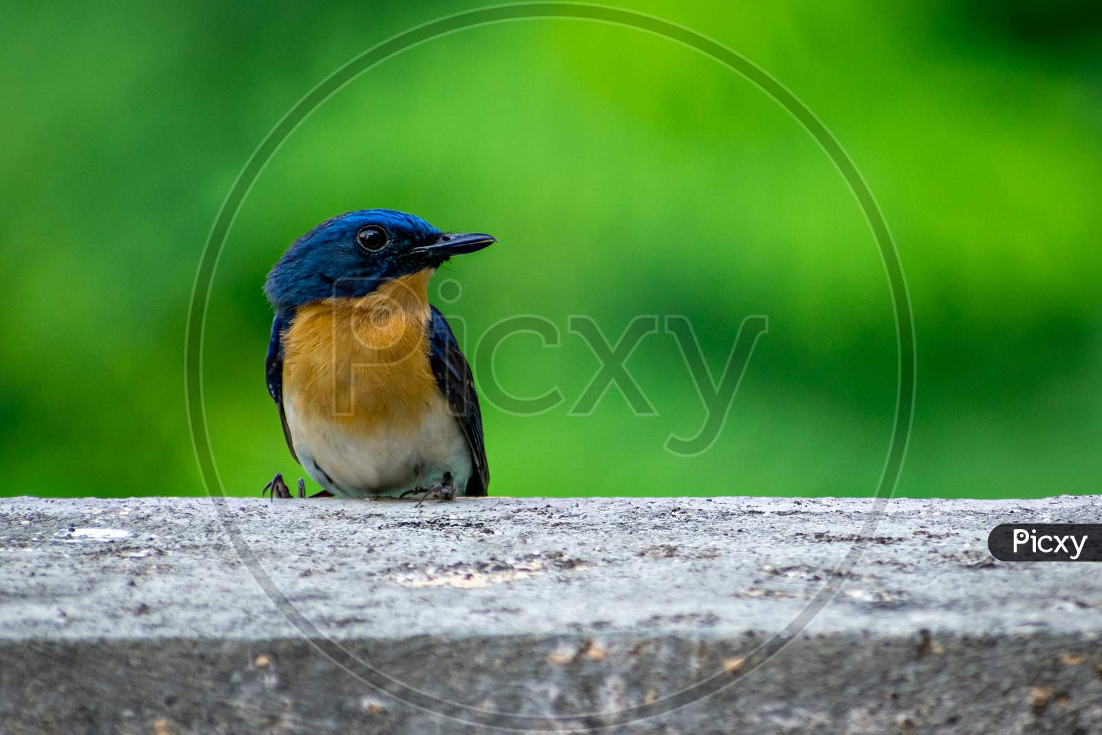 Colorful, Isolated, Young Indian Blue Robin Sitting On A Wall Of The Building.