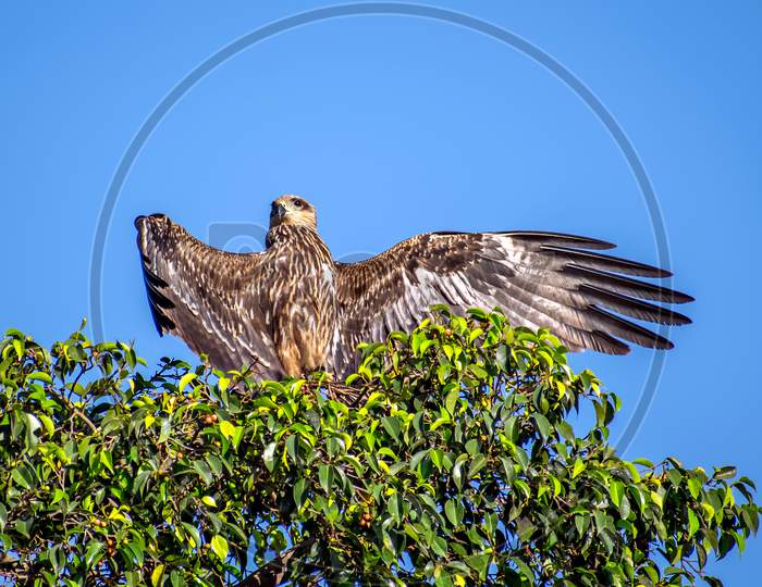 Black Kite Bird Spreading Large Wings & Sitting On Top Of Tree.