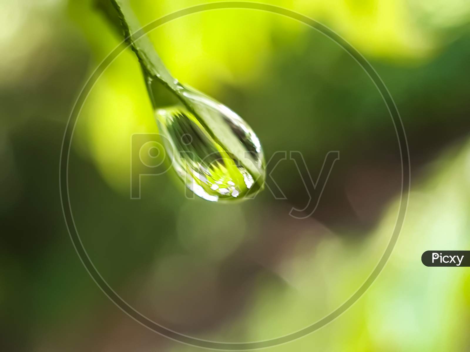 Drops Of Water Are Falling Under The Leaves Of The Green Tree And The Light Is Being Reflected.