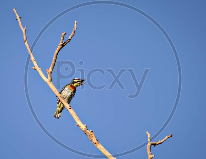 Isolated Image Of Shouting Copper Smith Barbet Bird, Sitting On A Dry Tree Branch.