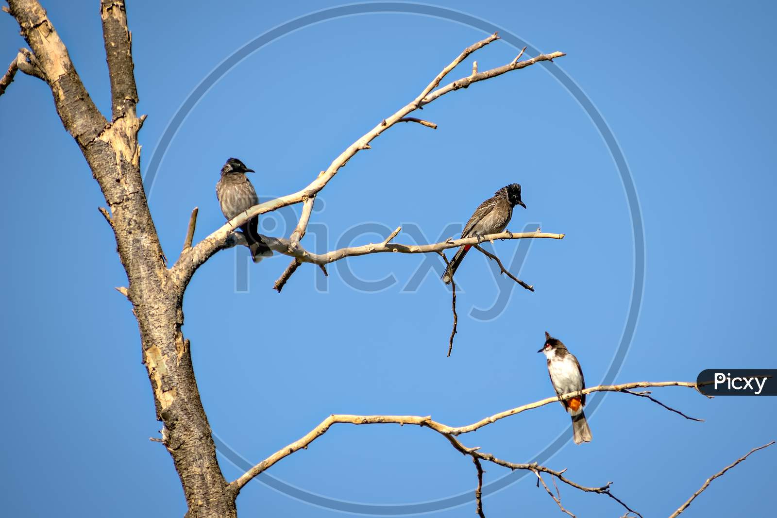 Three Red Vented Bulbul Sitting On Dry Tree Branch With Clear Blue Sky Background