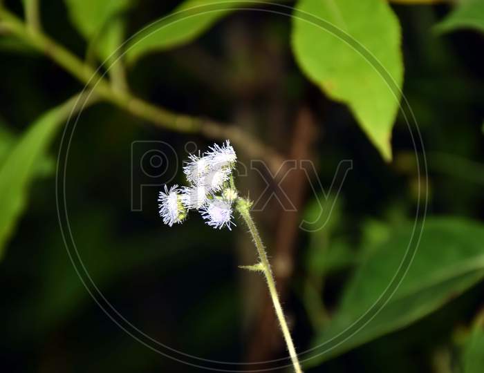 Beautiful Picture Of White Flower