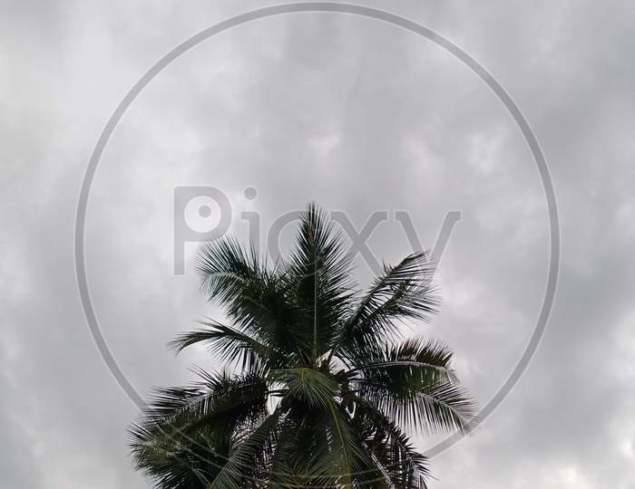 Coconut tree in sky