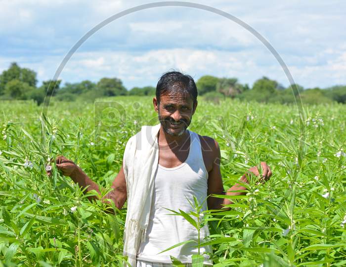 MAHOBA, UTTAR PRADESH, INDIA - AUGUST 24, 2020: Indian farmer at sesame field.