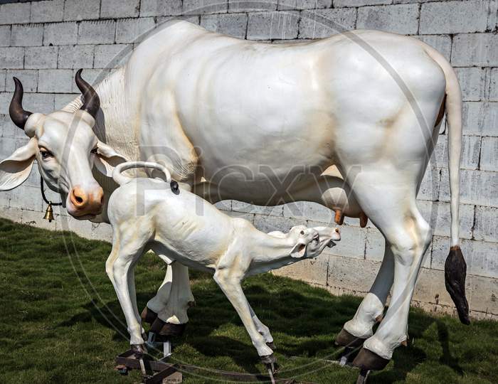Beautifully Crafted Real-Size Sculpture Of A Cow Milking Her Calf In Pune.