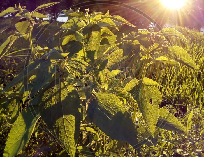 Beautifully illuminated plants due to exposure to sunlight / rays