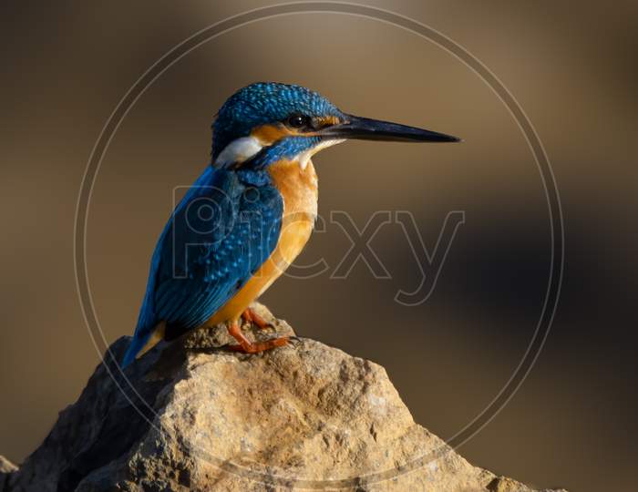 Common Kingfisher Perched On A Rock