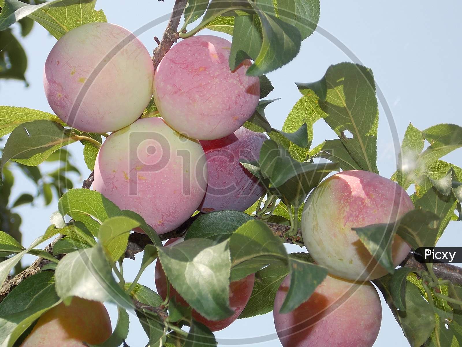 Fresh Apples on a Tree