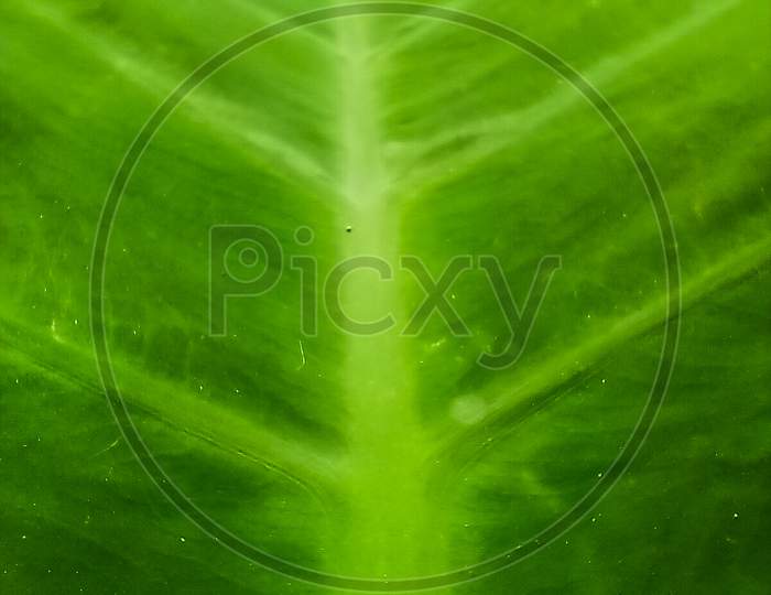 Extreme Close-Up Photography Of Green Leaf.