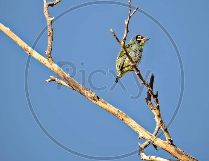 Copper Smith Barbet Bird, Sitting On A Dry Tree Branch With Clear Blue Sky Background..