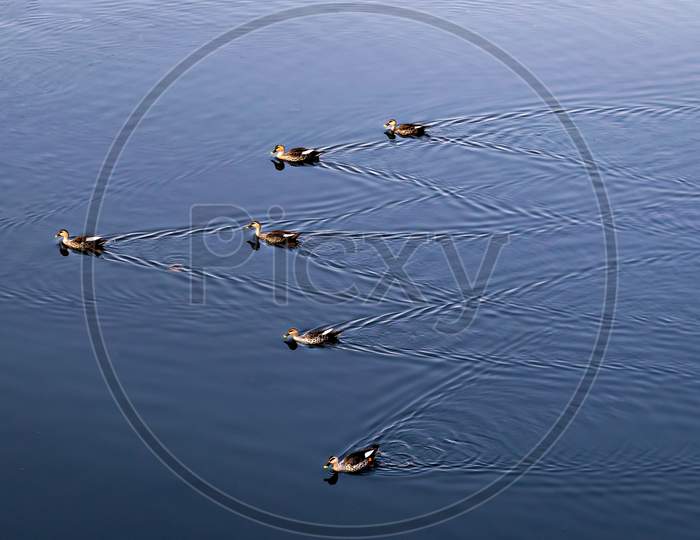 River Ducks Swimming In Formation In Clear Blue Water Of Mula River In Pune, India.