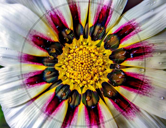 Isolated, Close-Up Image Of White & Pink Petals Of Gazania Flower.