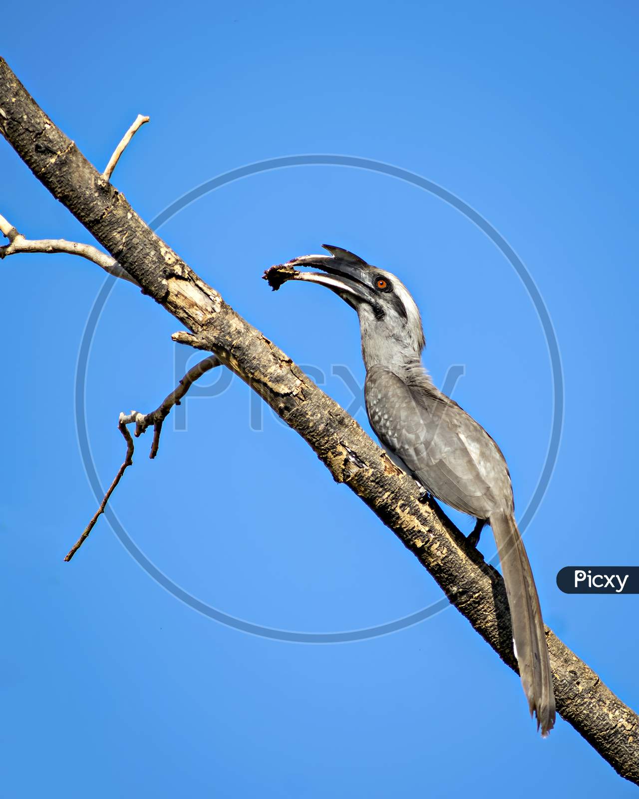 Close Up Image Of Indian Grey Hornbill With Food Sitting On A Dry Tree Branch.