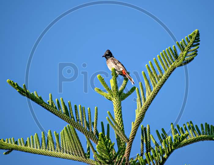 Red Vented Bulbul Sitting On Attractive Juniper Tree Branch Leaves.