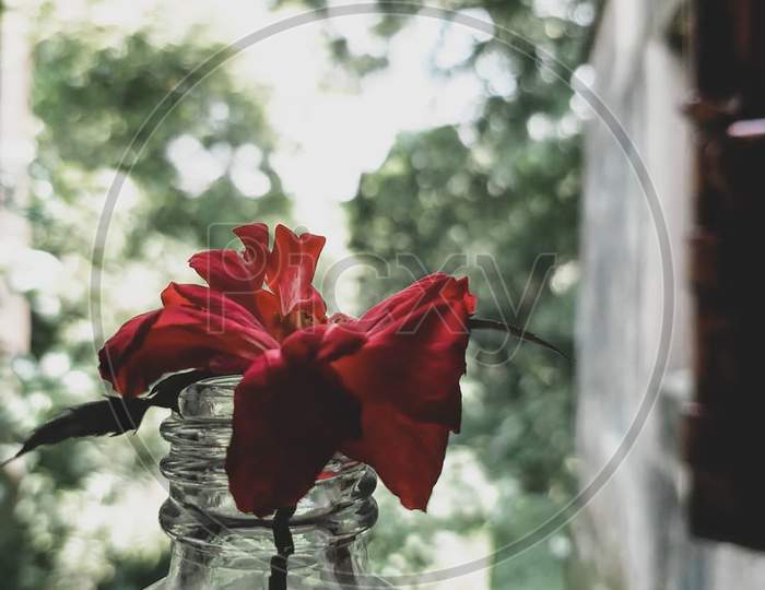 Flower in the bottle