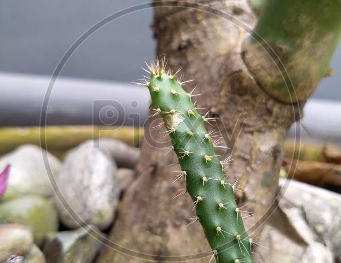 Thorny Cactus In The Plant